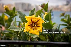 Image result for Solandra maxima