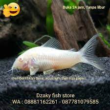 Maybe you would like to learn more about one of these? Ikan Hias Air Tawar Corydoras Albino Puti Shopee Indonesia