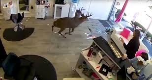 The world's most experienced hair restoration expert®. Video Shows Deer Crashing Through Window Of Salon The New York Times