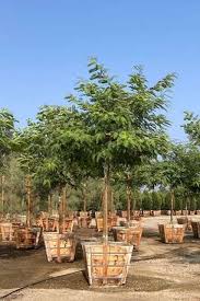 Image result for Tipuana