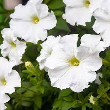 Image result for Petunia axillaris