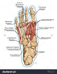 Check spelling or type a new query. Anatomy Of Leg And Foot Anatomy Of Leg And Foot Human Muscular And Bones System Stock Human Body Anatomy Anatomy Body Anatomy