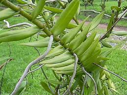 Image result for Platycoryne protearum