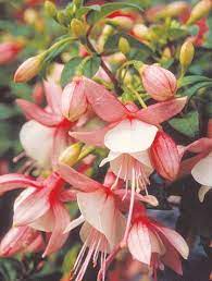 Pin On Outdoor Cultivation Fuchsia Plants