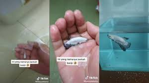 Ikan cupang merupakan spesies ikan tropis, jadi sangat mudah ditemui di daerah asia tenggara dan salah satunya adalah di indonesia. Z31gzt Zagxxxm