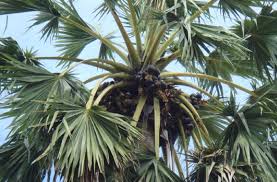 12 different types of palm trees found in india