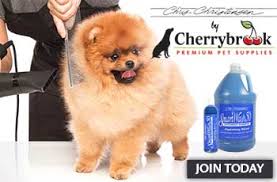Get free quotes in minutes from reviewed, rated & trusted pet grooming near me on airtasker. Pomeranian Dog Grooming At The Groomers