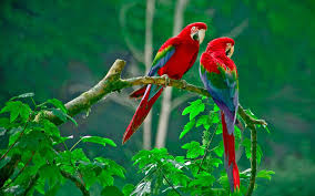 Love Bird Hd Wallpapers For Pc Attachment 11825 Amazing Wallpaperz Parrot Wallpaper Birds Wallpaper Hd Parrot Image