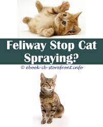 10 Prodigious Stop Cat Spraying My Front Door Admirable
