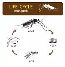 Understanding the mosquito life span illuminates the ways in which you can reduce the population of these vampiric vermin around your home. Mosquito Lifecycle Faqs All You Need To Know Megacatch