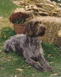 The german wirehaired pointer is a well muscled, medium sized dog of distinctive appearance. Lovely White Wirehaired Pointing Griffon Dog Wallpaper Cosas Interesantes Sobre Perros Perros De Caza Perros Bellos