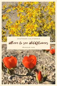 While the color and intensity of bloom changes each year, flowers are. 10 Places To See Spring Wildflowers In Socal