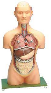 Cervical, thoracic, and lumbar vertebrae all have intervertebral foramina. Neo Sci Human Torso Model 7 Pieces