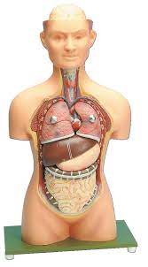 Labeled human torso models feature clear views of the vertebrae, spinal cord, spinal nerves, vertebral arteries, lungs, stomach, liver, intestinal tract, kidneys, heart, and more. Neo Sci Human Torso Model 7 Pieces