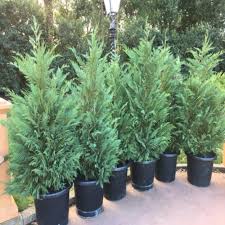 Its dark green and bright green glossy foliage has larger leaves. Onlineplantcenter 3 Gal Leyland Cypress Evergreen Shrub C940g3 The Home Depot