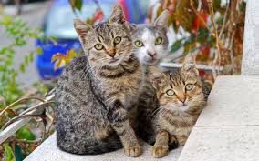 kedi korkunuzu asma vakti qblog