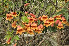 Image result for Bignonia capreolata