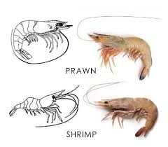 Let S Go Fishing Get To Know Your Fish Confused Over Fish Names 100 Most Popular Fish Names With Images Sea Fish Freshwater Fis In 2020 Over Fish Sea Fish Fish