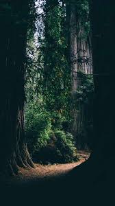 Download Iphone Xs Iphone Xs Max Iphone Xr Hd Wallpapers Forest Trees Shadows Passage Dark Fre Nature Aesthetic Forest Photography Dark Green Aesthetic