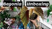 We did not find results for: Plant Rescue Begonia Linda Dawn Care Guide Youtube
