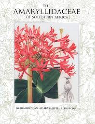 Image result for Amaryllidaceae