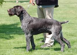 See puppy pictures, health information and reviews. German Wirehaired Pointer Vs American Bully Breed Comparison