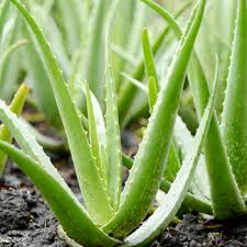 Image result for Aloe barendii