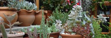 .cómo preparar tierra para cactus y suculentas, que sea perfecta y que permita tener a tus cactus y suculentas siempre sanas y en las mejores condiciones. Aleli Cactus Y Suculentas Abonos Caseros Y Sustentables