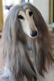 If I Was A Dog This Would Be Me Lol Because I Have Very Long Hair And My Hair Always Parts Like This In The Cente In 2020 Afghan Hound
