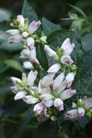 Image result for Vernonia glabra