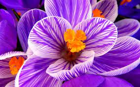 Crocus Flower Purple Flower Hd Wallpaper Flower Iphone Wallpaper Flower Wallpaper Crocus Flower