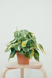 Going by the names sweetheart plant or valentine hoya, hoya kerrii is really easy to look after and keep healthy. Hoya Kerrii Plantae