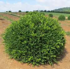 Image result for Buxus acutata