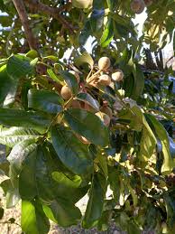 Image result for Hippocratea buchananii