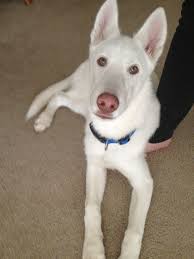 Black And White Husky Shepherd Mix White German Shepherd Husky Mix Nanuk White Husky Doberman Shepherd Mix Dog