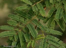 Image result for Dichrostachys