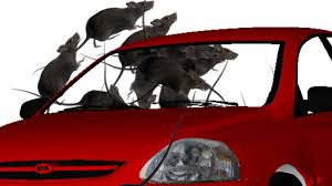 Maybe you would like to learn more about one of these? Rats In Cars It S An Alternate Side Parking Surprise The New York Times