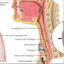 the larynx chart vr1248