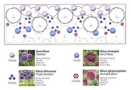 Bountiful Blooms With Longfield Gardens Allium Garden Perennial Garden Design Longfield Gardens