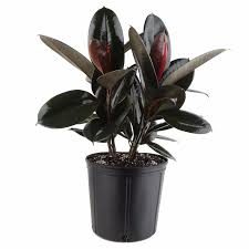 Costa Farms Burgundy Rubber Plant In 8 75 In Pot 10burg Plants Rubber Plant Rubber Plant Care