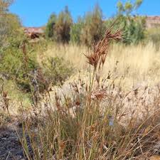 Image result for Themeda triandra