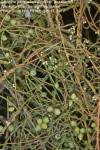 Image result for Cassytha pondoensis