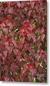 Image result for Euphorbia cotinifolia