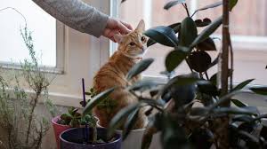 Despite all he has been though he absolutely adores his people and finds it very difficult when they leave (he is slowly. Want To Adopt A Pet Prepare For A Full Background Check The New York Times