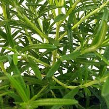 Image result for rosemary container