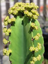 Image result for Euphorbia candelabrum
