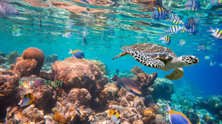 Homeschool Ocean Nature Study and Marine Biology Resources - Homeschool Nature Study