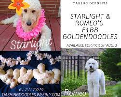 F1bb Goldendoodle Puppies Dashing Doodles Goldendoodle Puppy Goldendoodle Goldendoodle Puppy For Sale