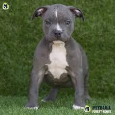 Beyonce is a blue nose pitbull puppy| spartacas is a lilac tri pit bull puppy(the best pitbull puppies of 2020 are here) these xxl pit bulls puppies are fully loaded. Pitbull Puppies For Sale American Pitbull Terrier Breeding Centre Pitbull Forest House