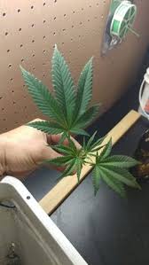 Not only do they eat the roots, but their dropping will thicken the soil. Main Lineing Canabus